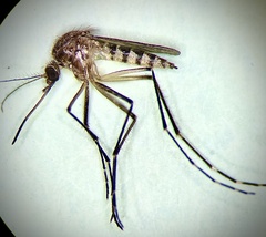 Aedes procax