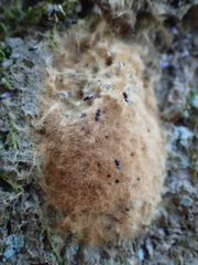 Ooencyrtus kuvanae