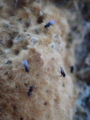 Ooencyrtus kuvanae