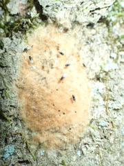 Ooencyrtus kuvanae