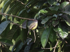Tyrannulus