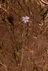 Sisyrinchium calciphilum