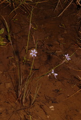 Sisyrinchium calciphilum
