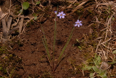 Sisyrinchium calciphilum