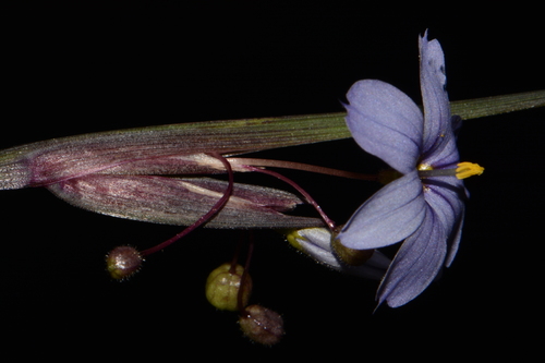 limestone blue-eyed grass (Sisyrinchium calciphilum)