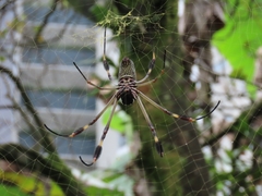 Trichonephila clavipes