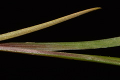 Sisyrinchium calciphilum