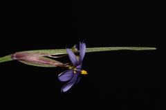 Sisyrinchium calciphilum