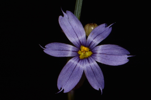 Image of Sisyrinchium calciphilum by (c) Brian Finzel, some rights reserved (CC BY-SA)