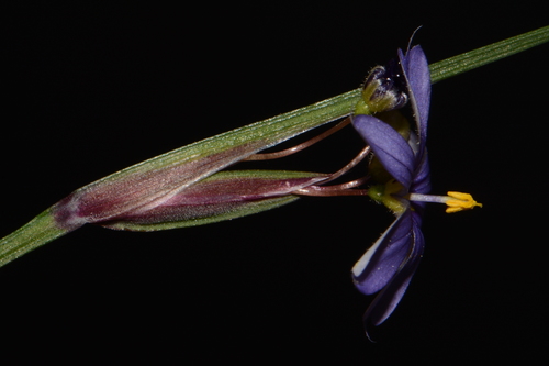 Alabama Blue Eyed Grass (Sisyrinchium calciphilum)