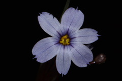 Sisyrinchium calciphilum