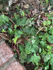 Oxalis purpurea