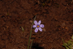 Sisyrinchium calciphilum