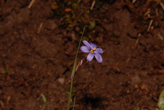 Sisyrinchium calciphilum