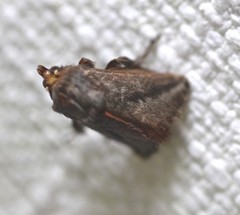 Doratifera stenora