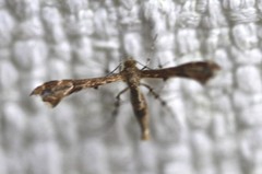 Nippoptilia cinctipedalis