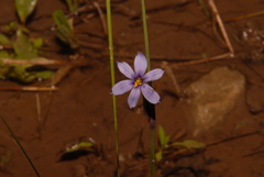 Sisyrinchium calciphilum