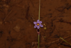 Sisyrinchium calciphilum