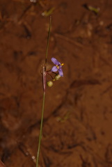 Sisyrinchium calciphilum
