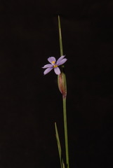 Sisyrinchium calciphilum