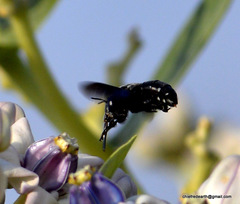 Amegilla violacea