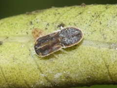 Trioza brevigenae