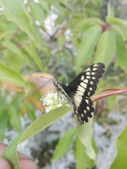 Catasticta nimbice