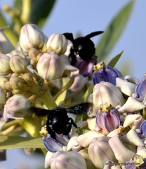Amegilla violacea