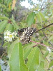 Catasticta nimbice