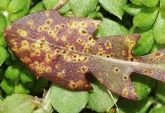 Puccinia taraxaci