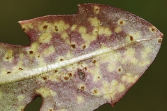 Puccinia taraxaci