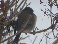 Junco hyemalis montanus