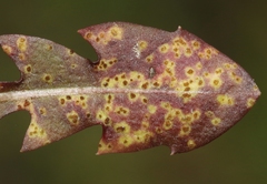 Puccinia taraxaci