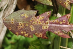 Puccinia taraxaci