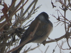 Junco hyemalis montanus