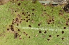 Puccinia taraxaci