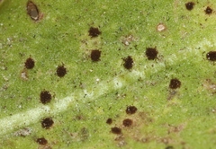 Puccinia taraxaci