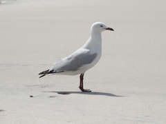 Chroicocephalus novaehollandiae novaehollandiae
