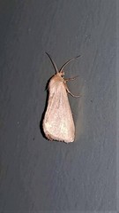 Heliocheilus moribunda