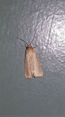 Heliocheilus moribunda