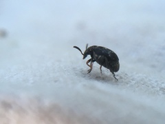 Bruchus luteicornis