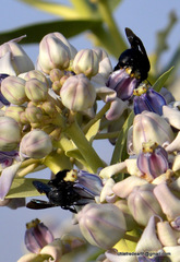 Amegilla violacea
