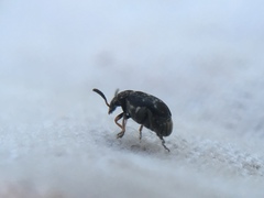 Bruchus luteicornis