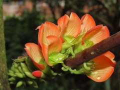 Erythrina edulis