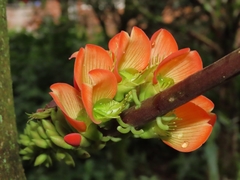 Erythrina edulis