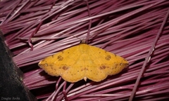 Hemeroplanis scopulepes