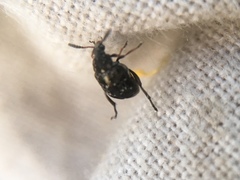Bruchus luteicornis