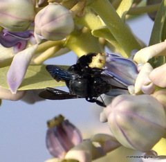Amegilla violacea