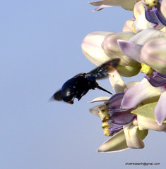 Amegilla violacea