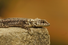 Tropidurus hispidus